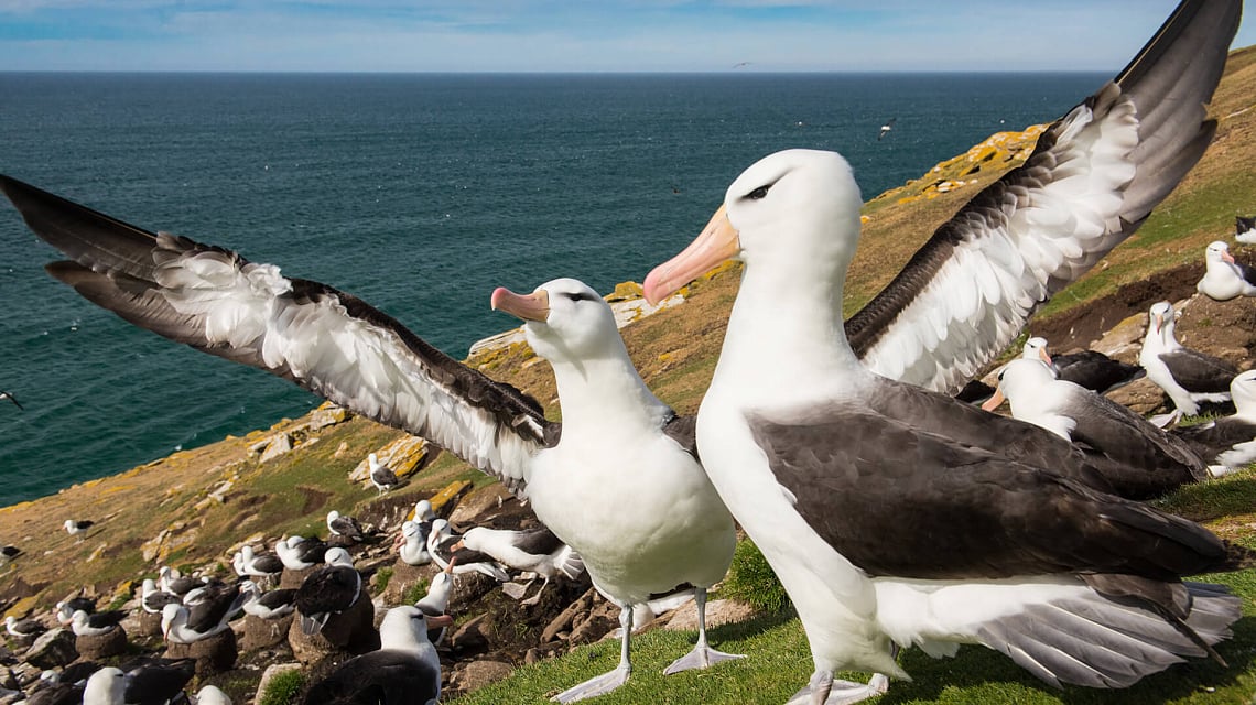 Falklands & South Georgia sea gull