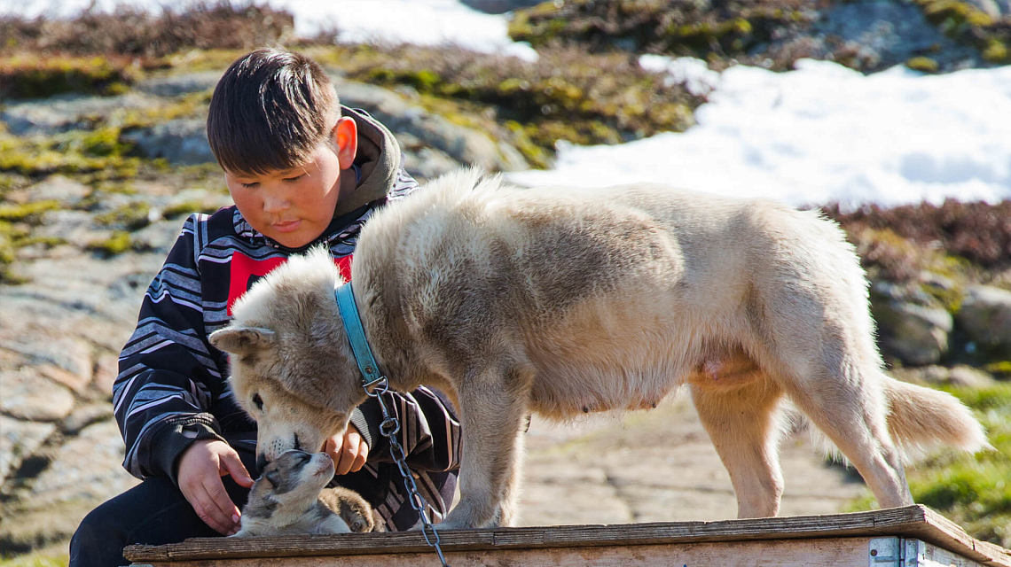 West Greenland and Disko Bay dog