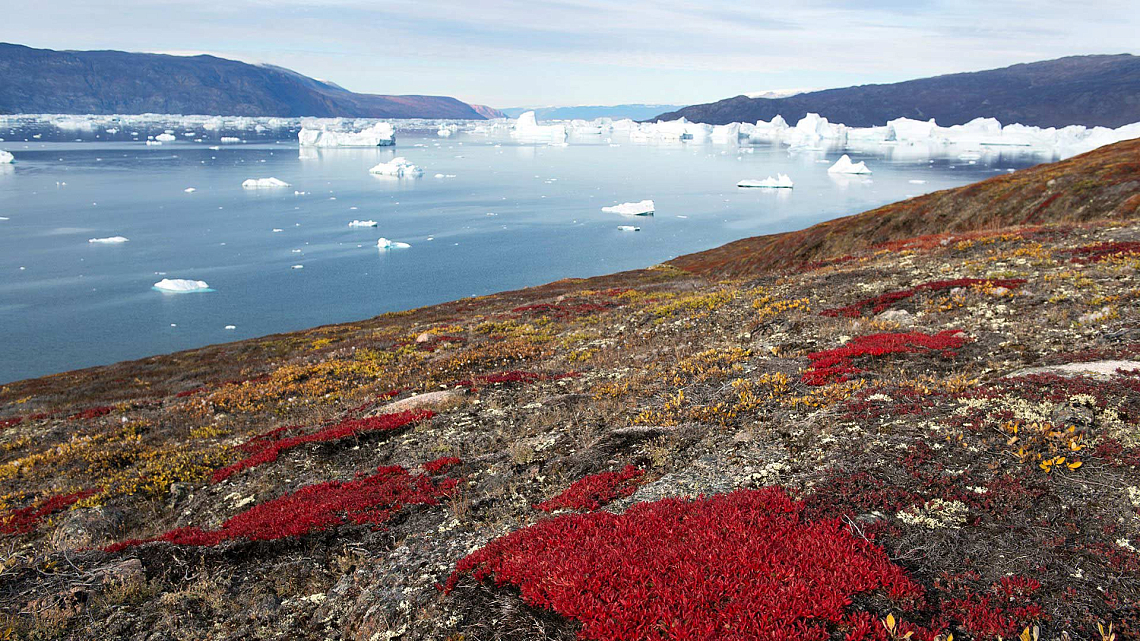 Bay full of icebergs in East Greenland