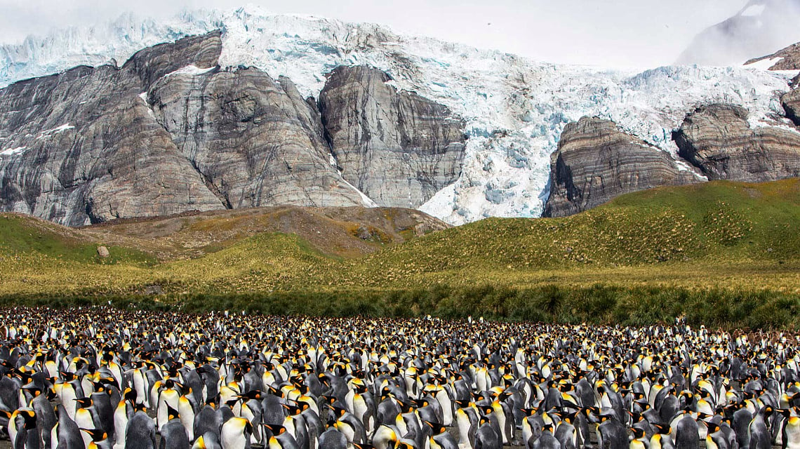 Falklands & South Georgia pinguins