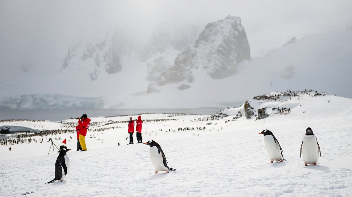 Antarctic Peninsula pinguins