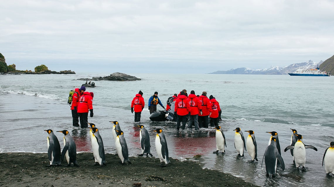 Falklands & South Georgia pinguins
