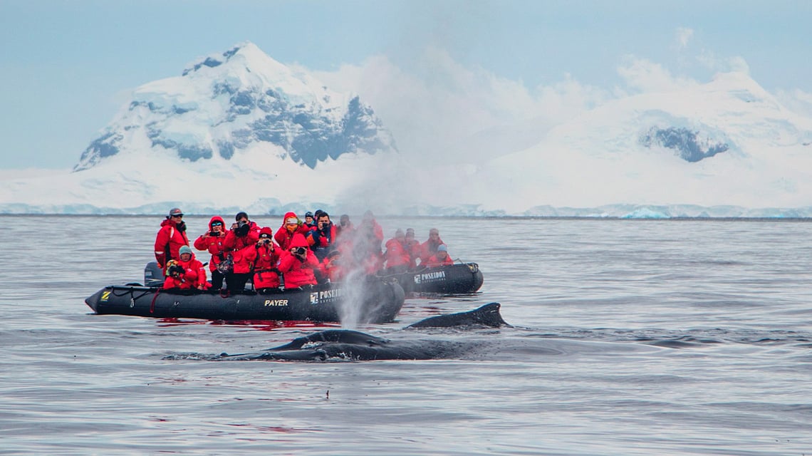 Antarctic Peninsula whale