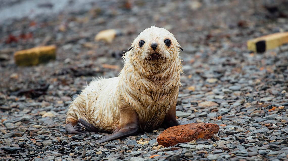Falklands, South Georgia & Antarctica fur seal