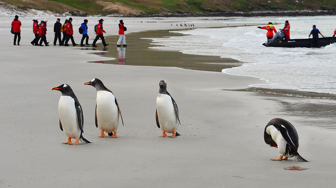 Falklands, South Georgia & Antarctica pinguins